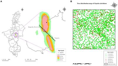 Competition and density dependence in arid mountain forest stands: revealing the complex process from spatial patterns